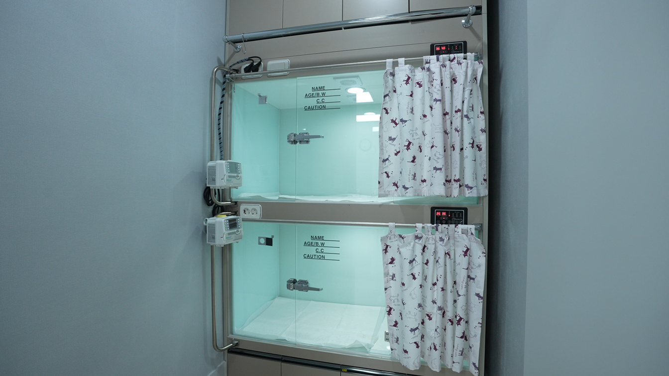 용문조아동물병원 고양이 입원실