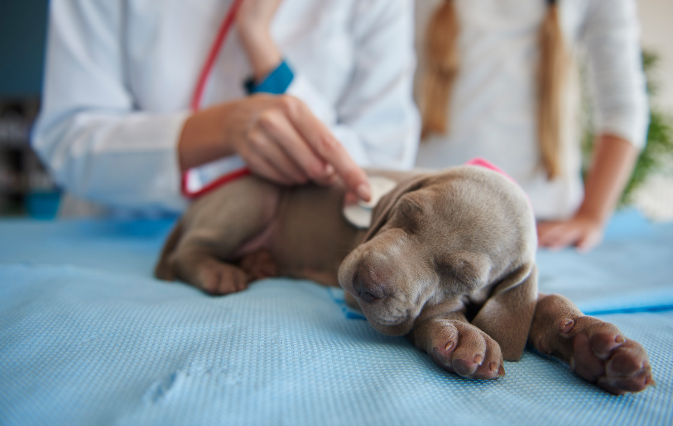 용문조아동물병원 예방의학 클리닉 이미지