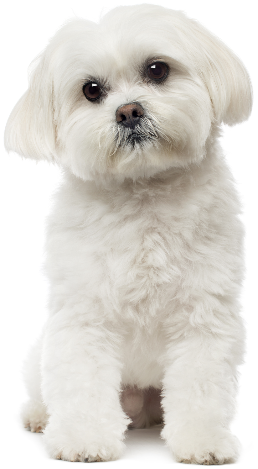 용문조아동물병원 강아지 이미지